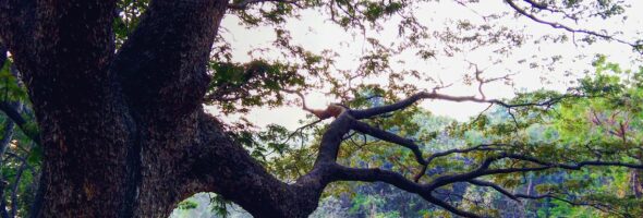 Sanjay Gandhi National Park